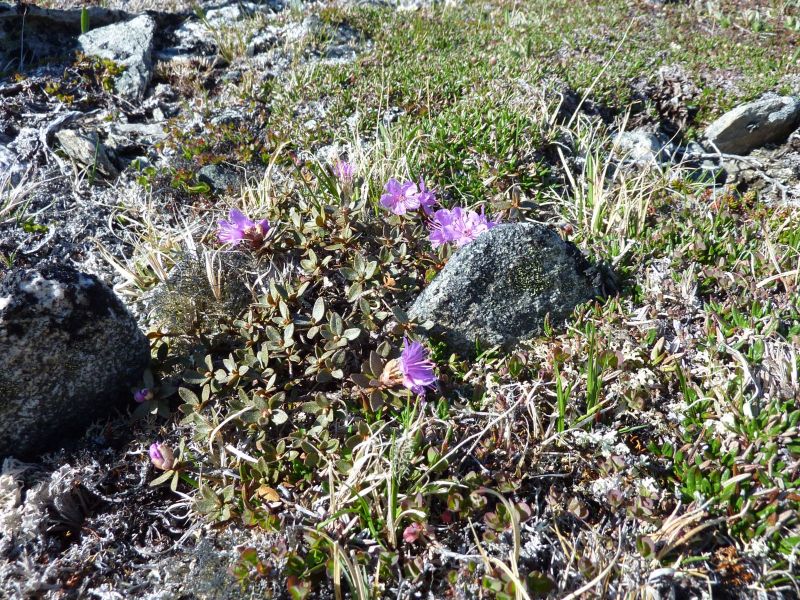 Vegetation i fjeldet