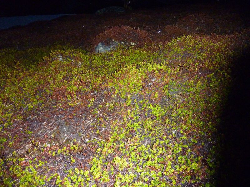 Vegetation i fjeldet