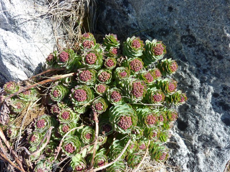 Vegetation i Nuuk