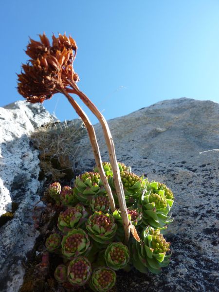 Vegetation i Nuuk