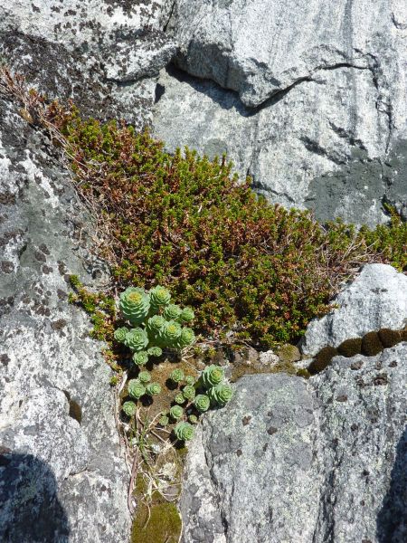 Vegetation i Nuuk