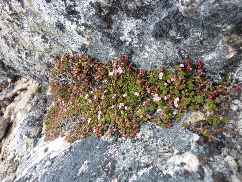 Vegetation i en revne