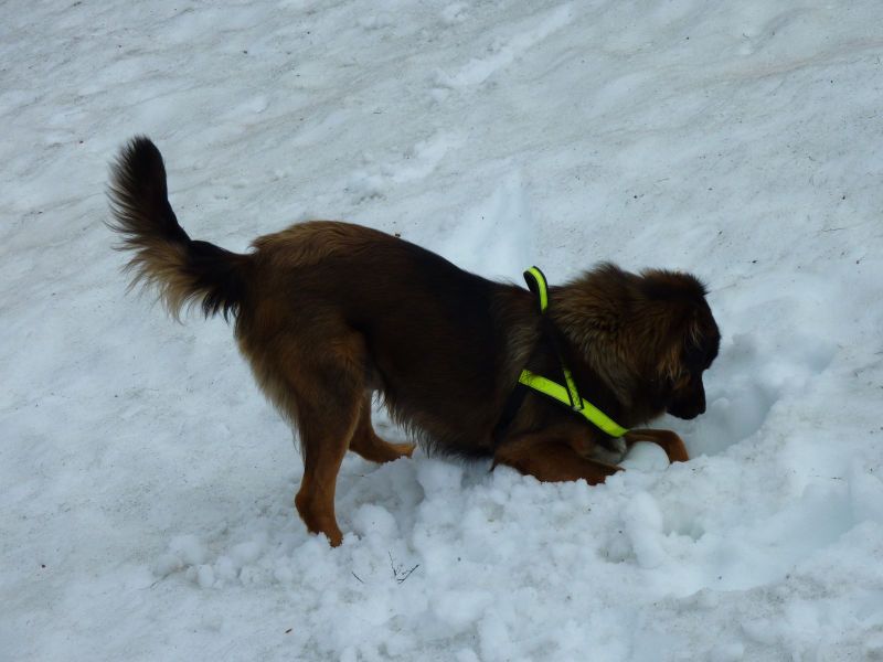 Djanco i sne