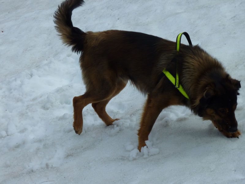Djanco i sne