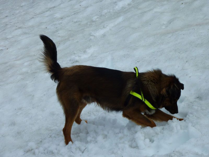 Djanco i sne