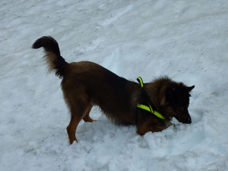 Djanco i sne