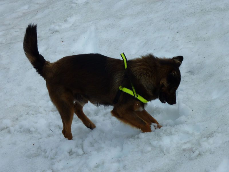 Djanco i sne