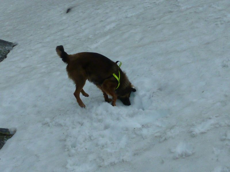 Djanco i sne