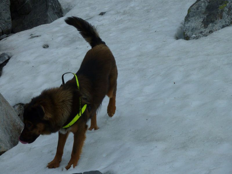 Djanco i sne