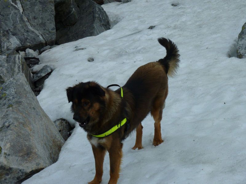 Djanco i sne