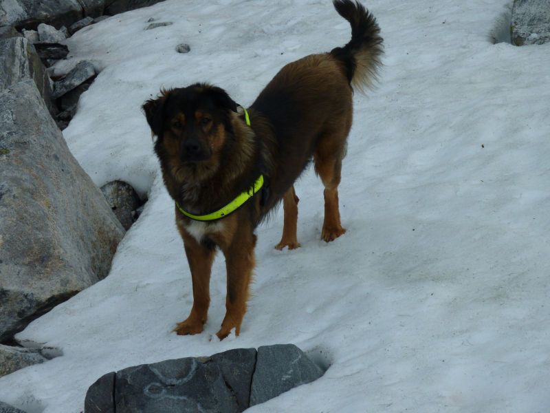 Djanco i sne