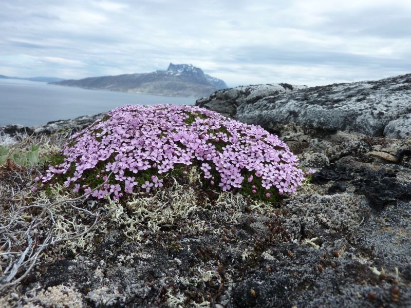 2010-06-05-1119_-_Sermitsiaq