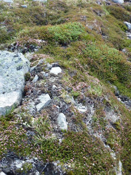 Vegetation i fjeldet