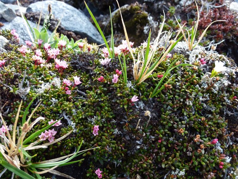 Vegetation i fjeldet