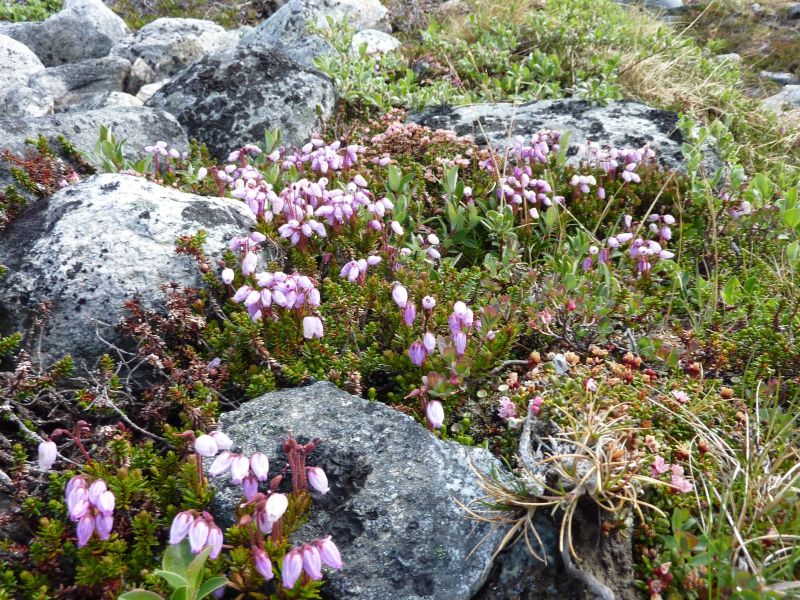 Vegetation i fjeldet