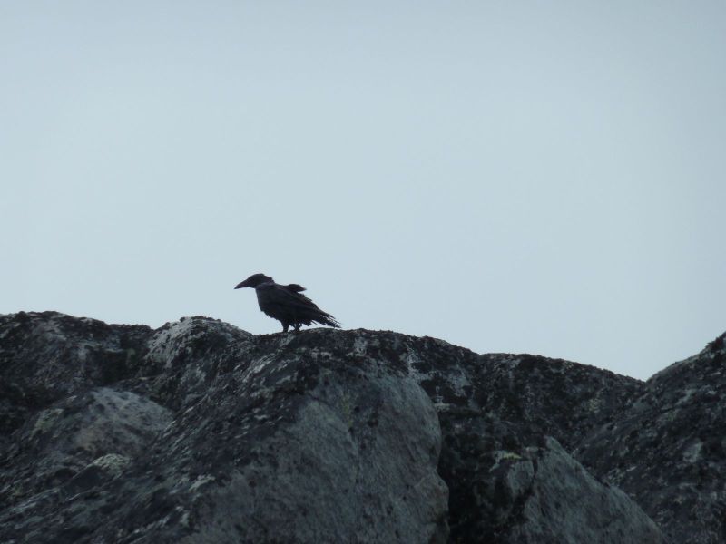 Ravn