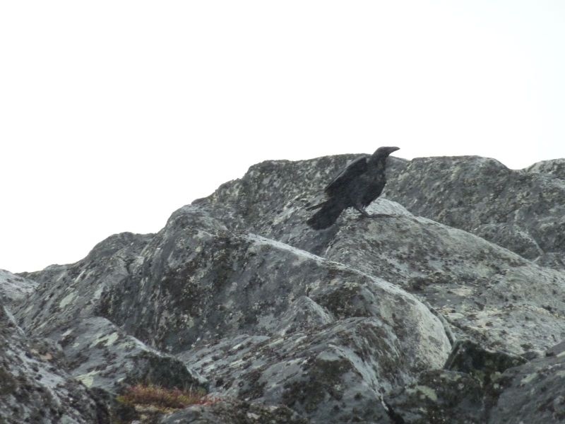 Ravn
