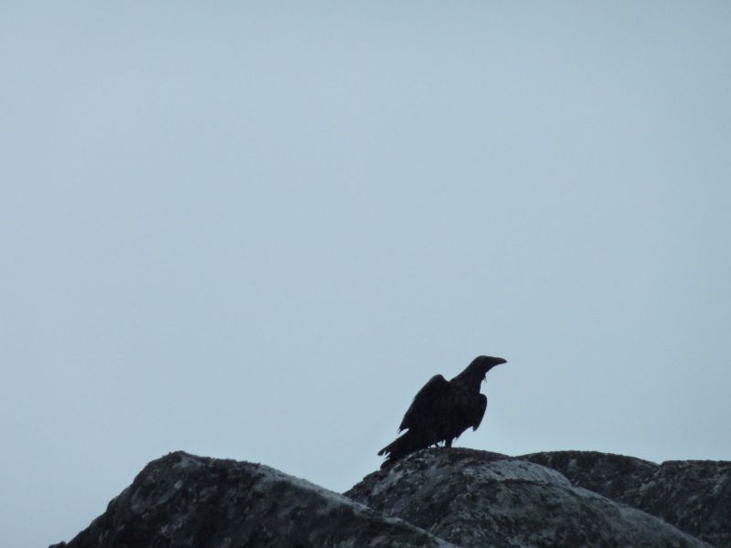 Ravn