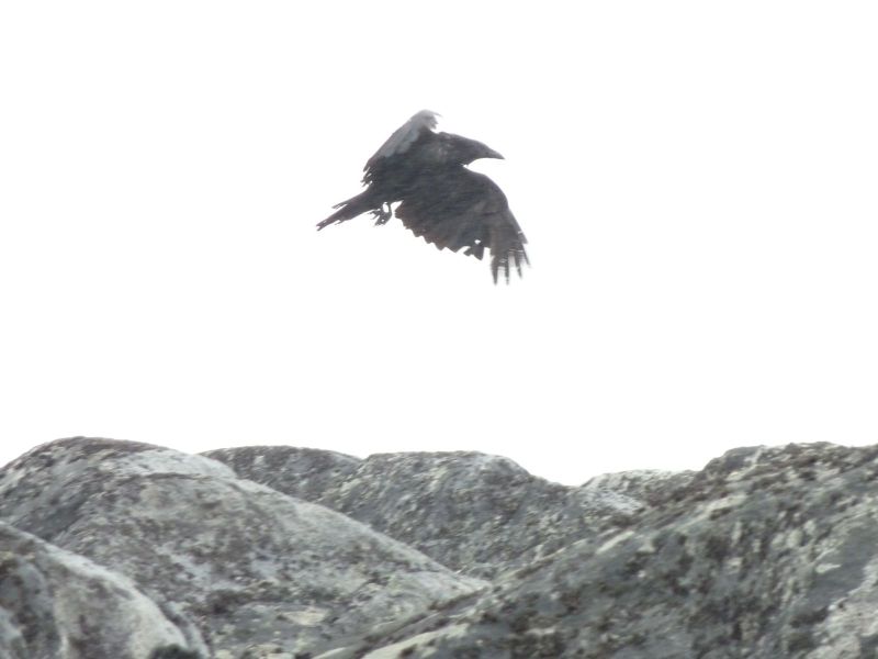 Ravn