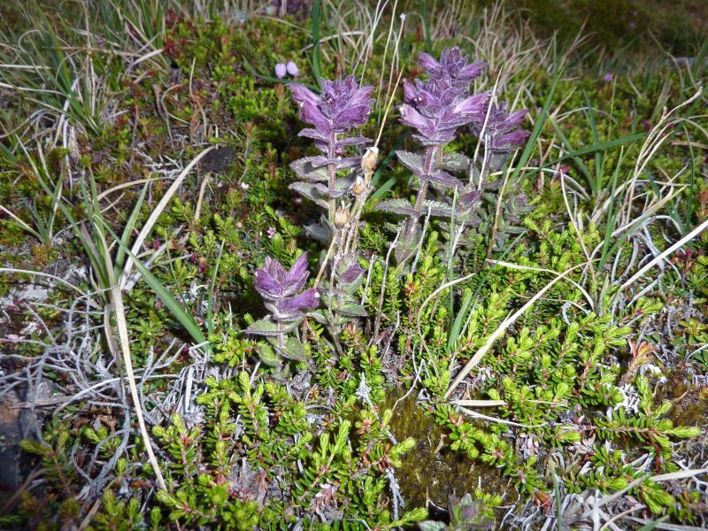 2010-06-15-2249_-_Vegetation