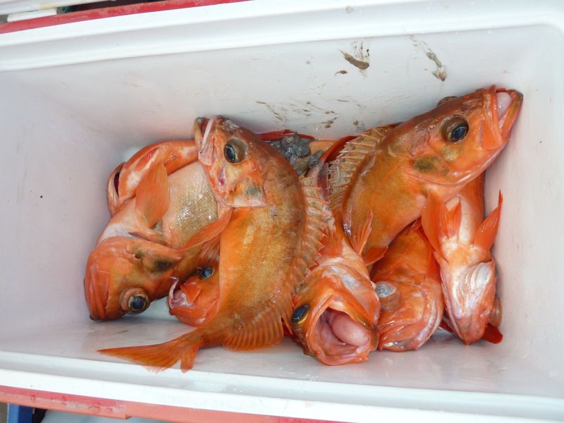 2010-06-20-1527_Rødfisk i kølekasse_Rødfisk