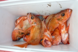 2010-06-20-1527_Rødfisk i kølekasse_Rødfisk
