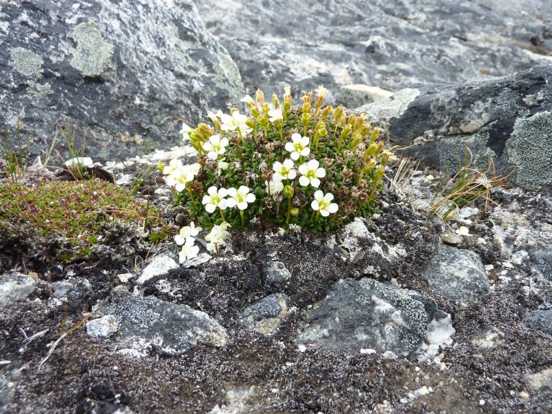 Vegetation i fjeldet