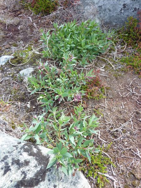 2010-06-16-1009_-_Vegetation