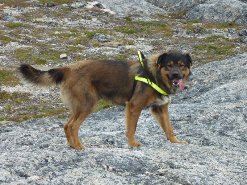 2010-06-30-1021_-_Djanco