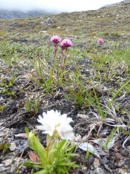 2010-06-30-1032_-_Vegetation