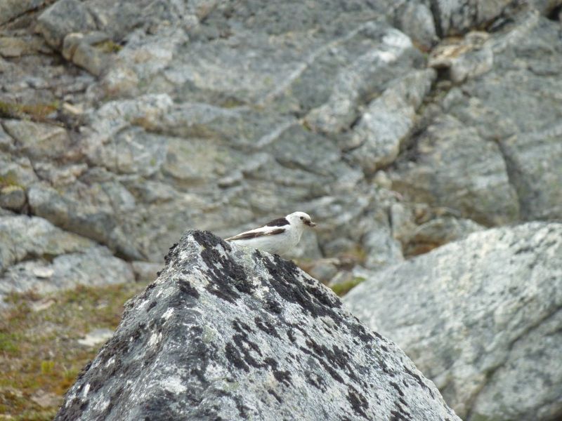 2010-06-30-1035_Snespurv med natsværmer i næbbet_Snespurv