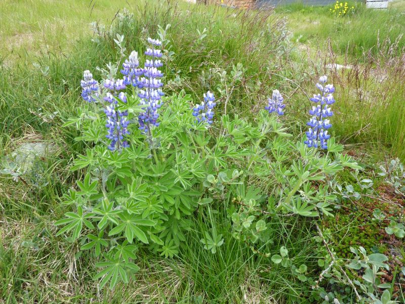 2010-06-30-1057_-_Vegetation