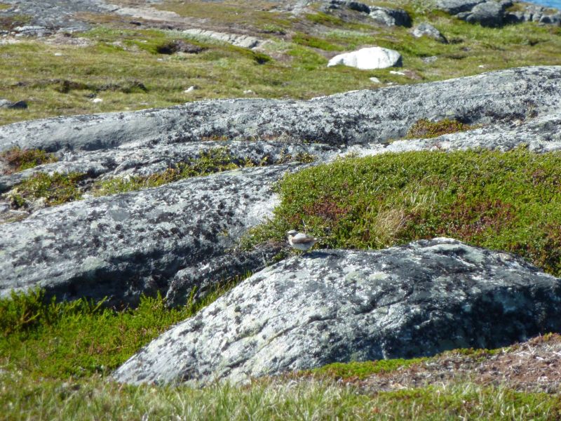 2010-07-08-1524_-_Snespurv