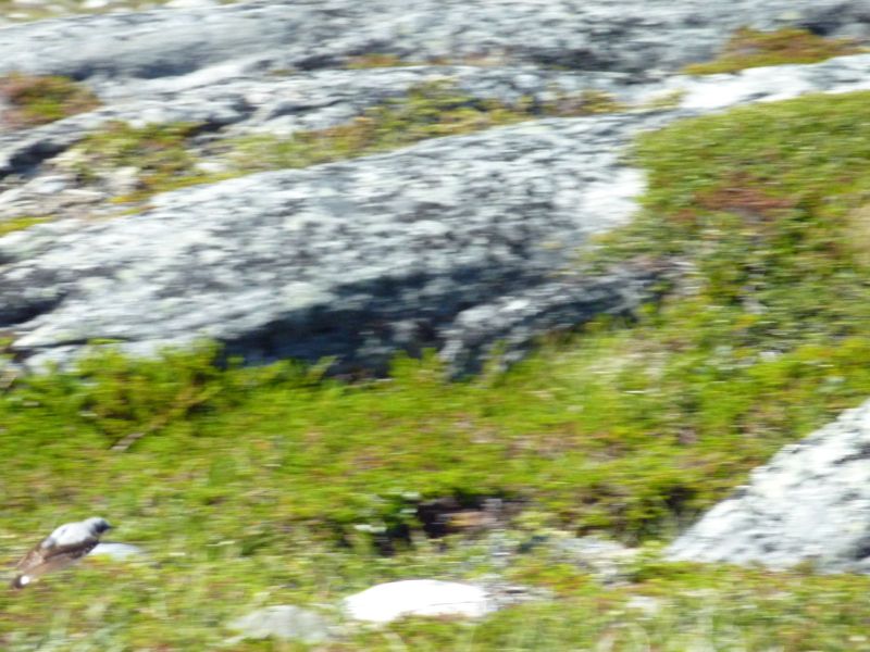 2010-07-08-1525_-_Snespurv