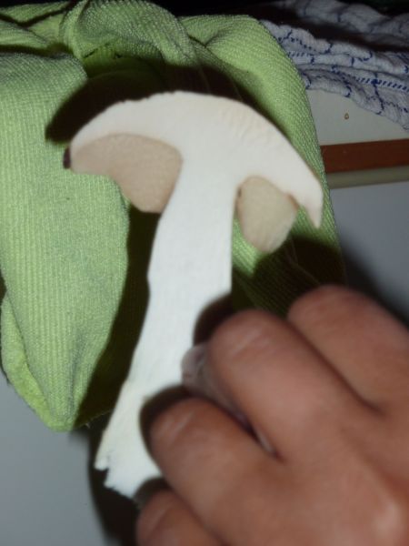 Svampe