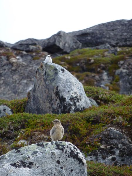 2010-07-15-1324_-_Snespurv
