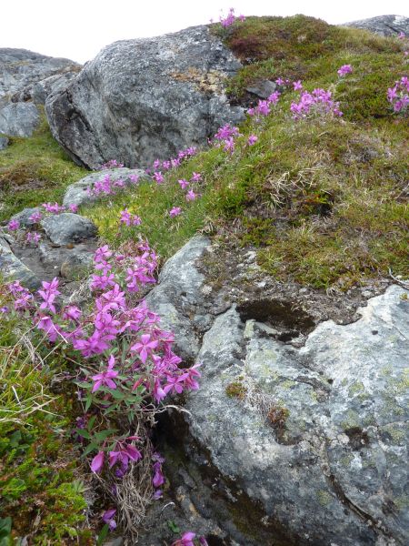 2010-07-15-1338_-_Vegetation
