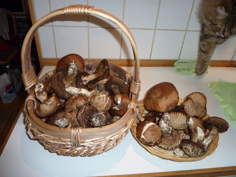 Svampe