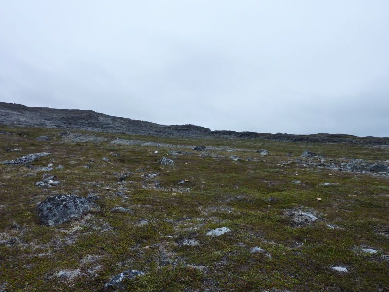Svampemark