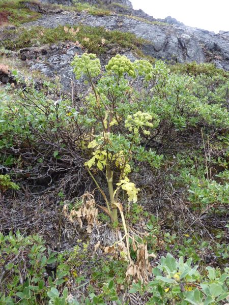 2010-07-24-1335_-_Kvan; Vegetation
