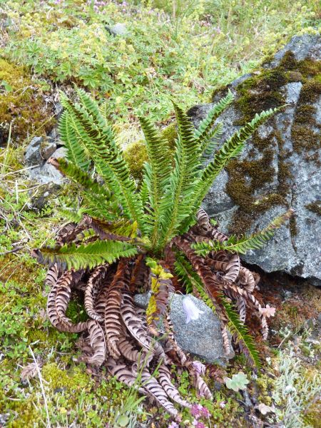 2010-07-24-1335_-_Vegetation