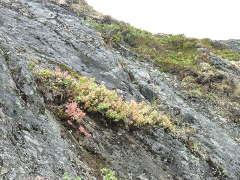 2010-07-24-1335_-_Vegetation_2