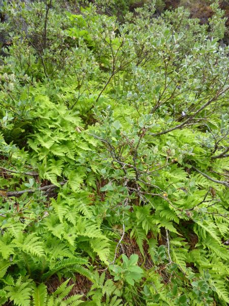 2010-07-24-1336_-_Kvan; Vegetation