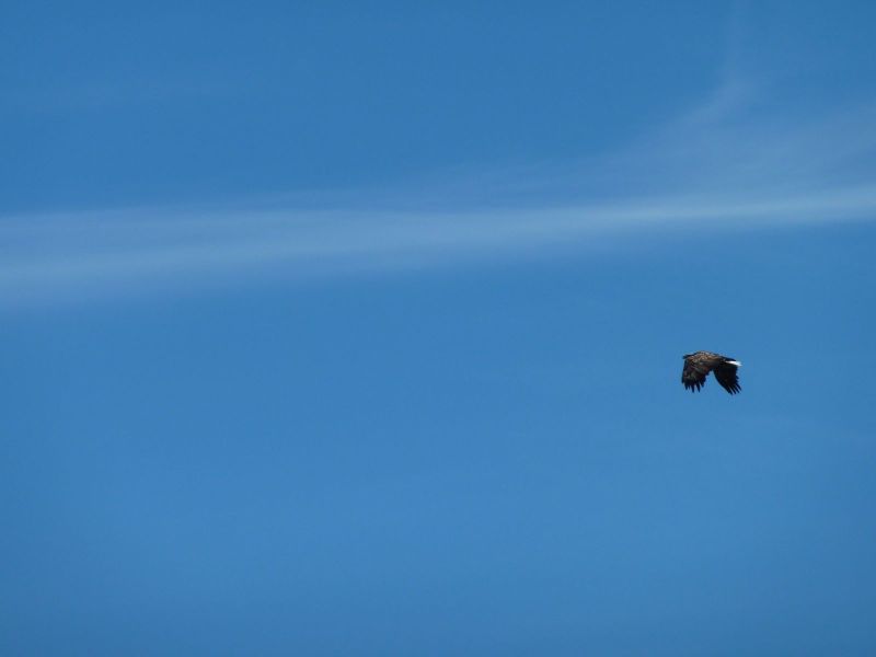 2010-07-25-1427_-_Havørn