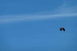 2010-07-25-1427_-_Havørn