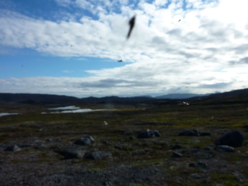 2010-08-01-0917_-_Terræn