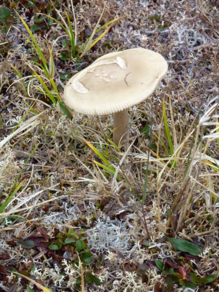 2010-08-02-1047_-_Svamp