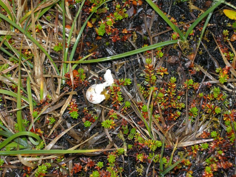 2010-08-03-1038_Spurveæg_Æg