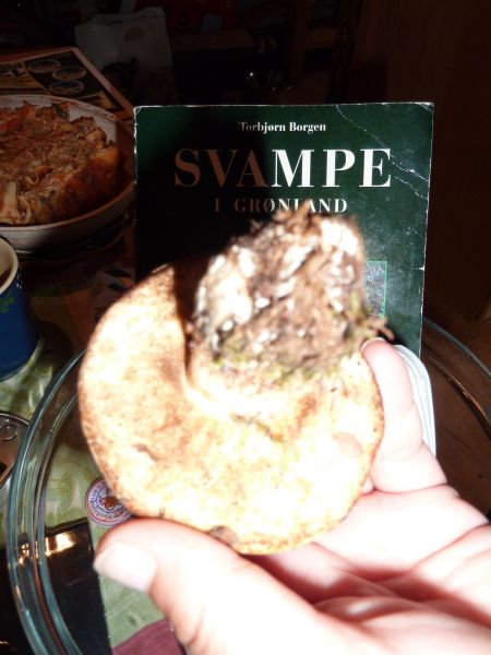 Svampe