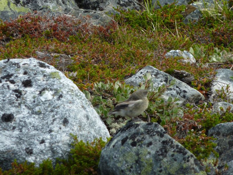 2010-07-16-1102_-_Vegetation